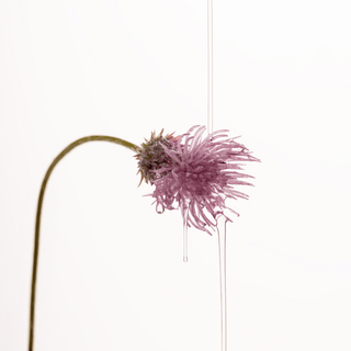 LAGOM Toner & Essence LAGOM Cellus Refining Purple Serum 1.18 Fl Oz